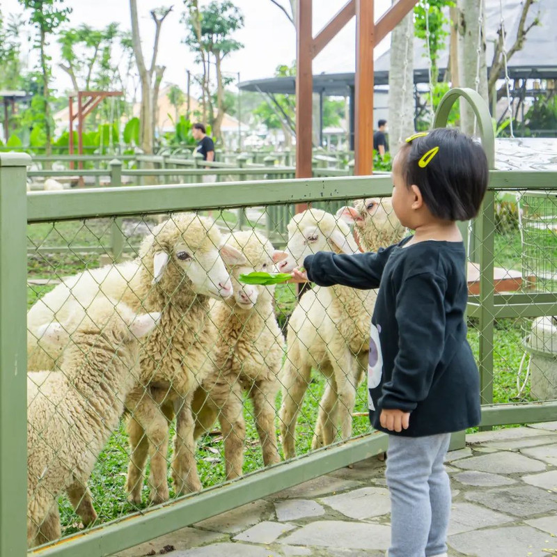 Pengunjung Obelix Village asik bermain di area Little Zoo, tempat wisata baru di Jogja.
