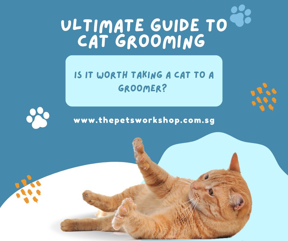 Cat Grooming Singapore-9 (1) (2)