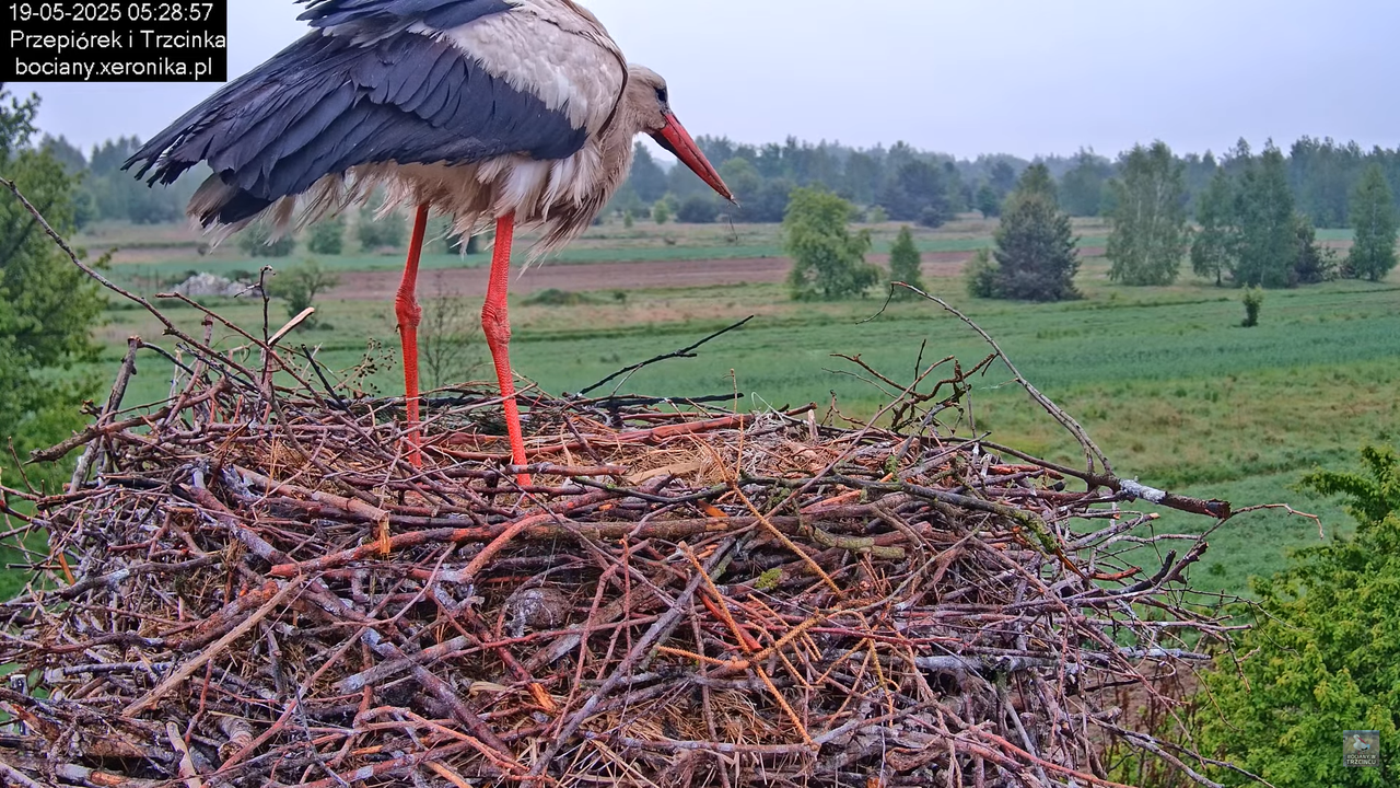 19052025bociany4