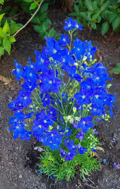 [Image: 20240707-192225.jpg]