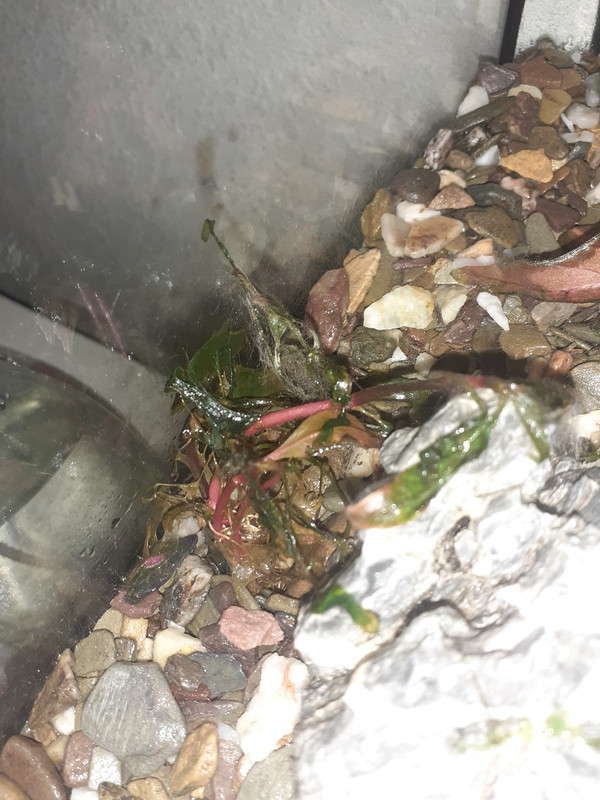 Filamentsreineckiimini