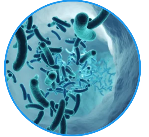 Oral Probiotic Blend