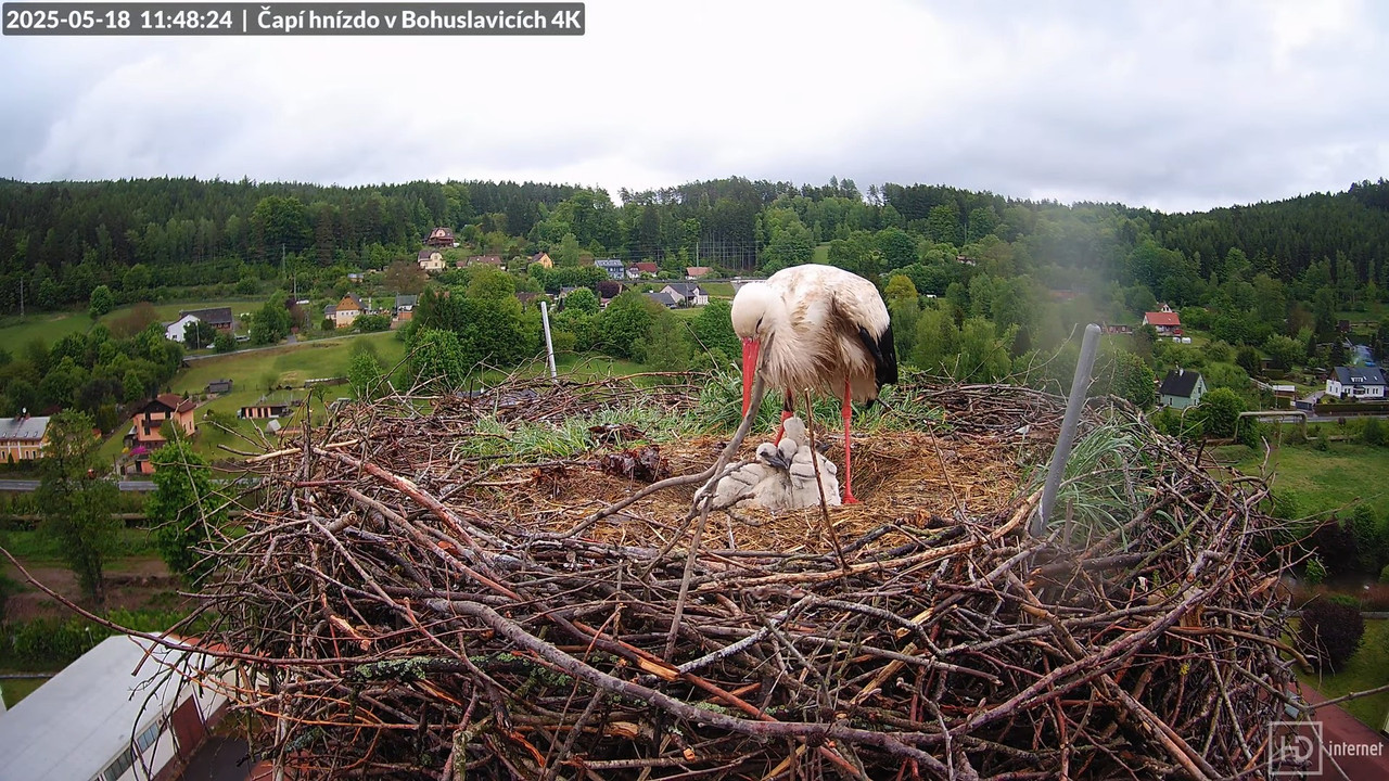 Živě z čapího komína firmy KARA v Bohuslavicích u Trutnova 13-25-18 screenshot (1)
