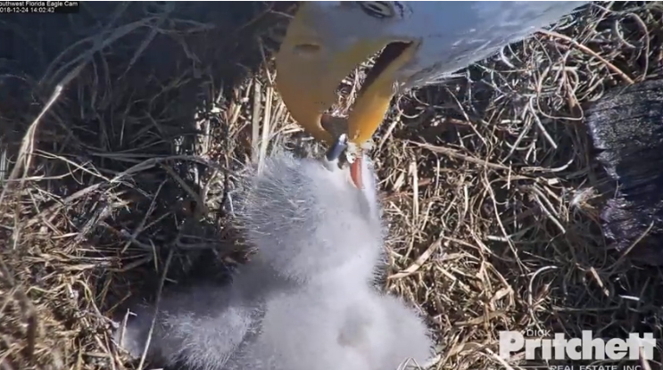 Harriet 20181224-10 copy