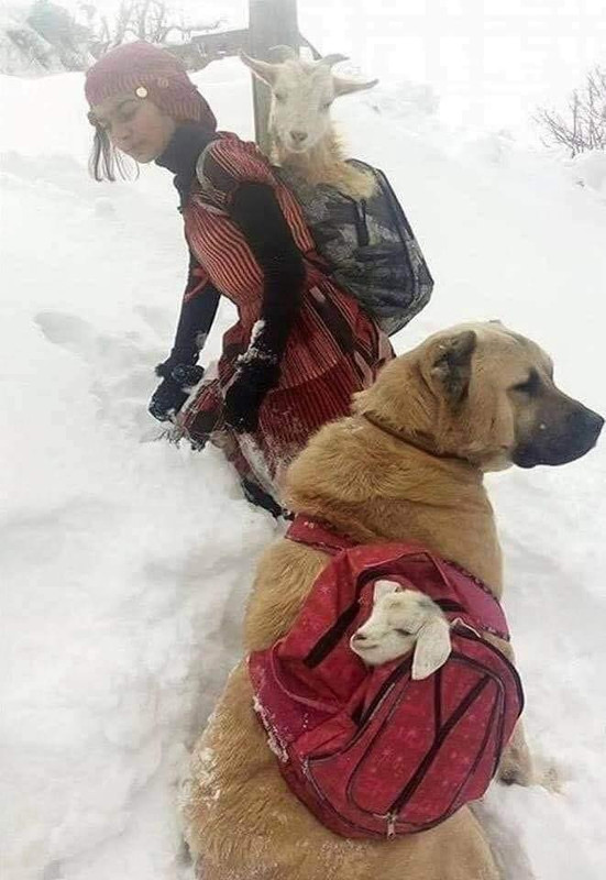 Sheperdess and dog move goats to warmer place(Turkey)