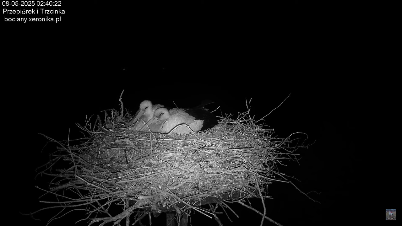 08052025bociany1