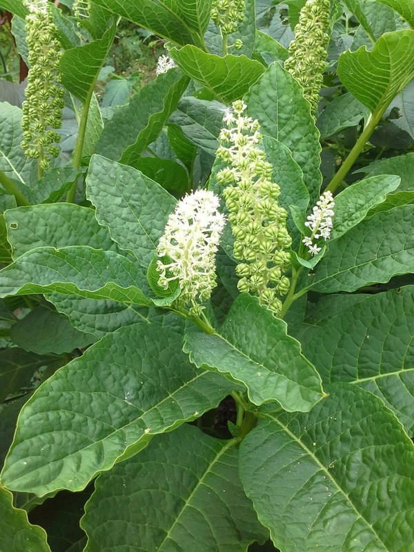 Phytolacca acinosa