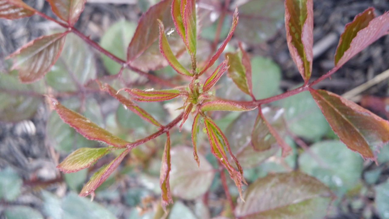 April 19, 2017 at 0654PM