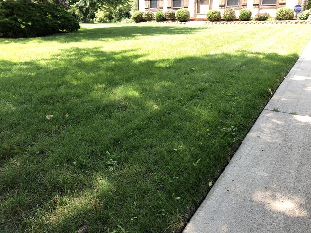 Finally - My 1st year of intensive DIY lawn improvements are showing