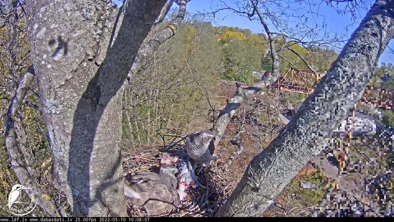 Vistu vanags (Accipiter gentilis) Rīgā - LDF tiešraide __ Goshawks, Riga, Latvia 15-35-45 screenshot