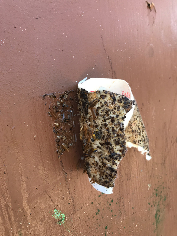 Bug Trap back of Door