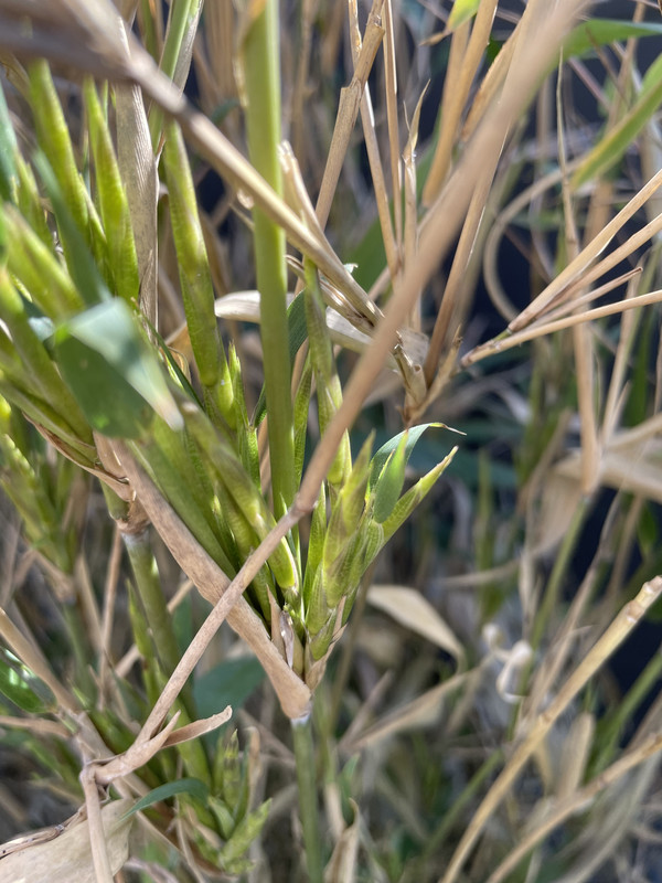 21BC3C51-9A3B-439E-B9A0-38058298CEF9