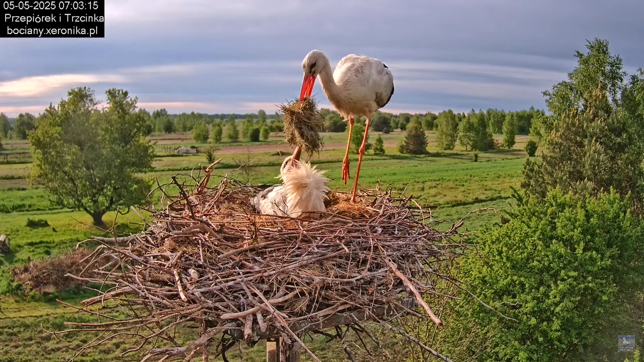 05052025bociany8