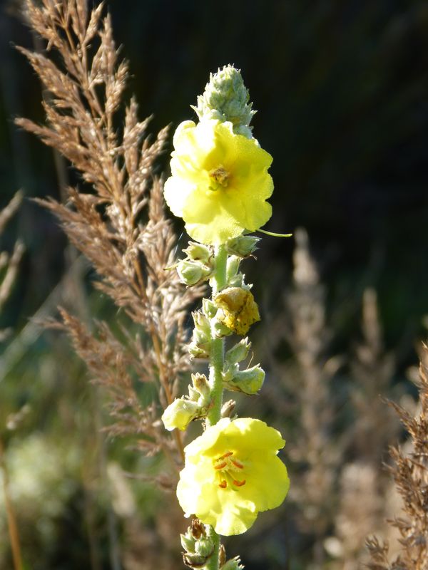 2014-11-01 Novemberblüten 27