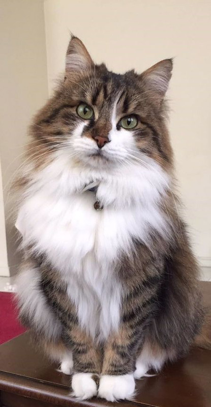 Cat8d56570b2533804cabecd4bff2cd489a.jpg