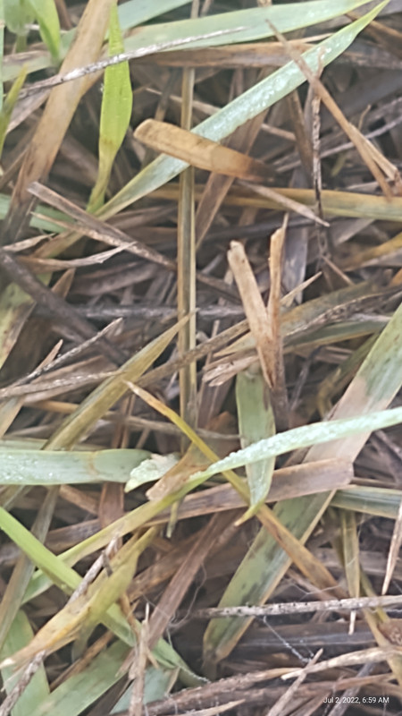 IMG_20220702_065953747