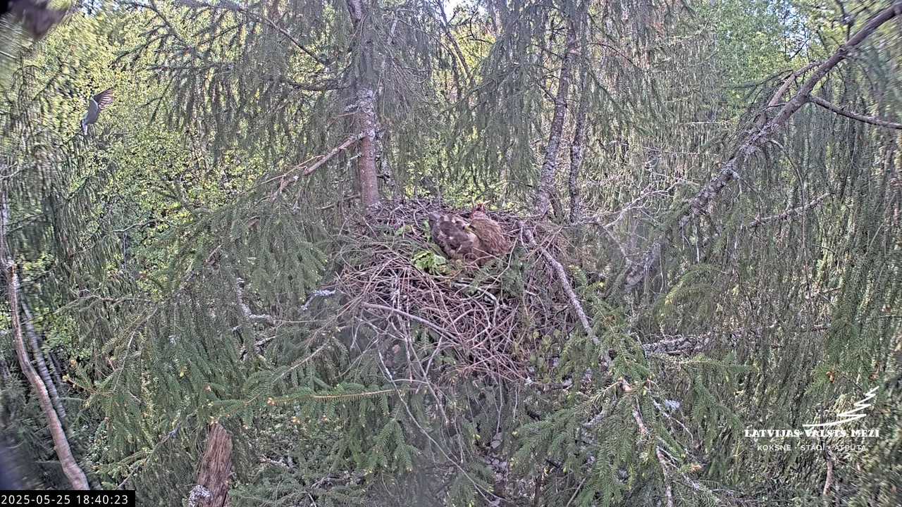 LVM mazais ērglis Lisiņa, egle2 – Lesser Spotted Eagle 12-10-38 screenshot