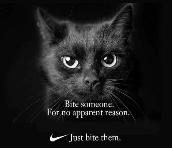 cat-bitesomeone.jpg