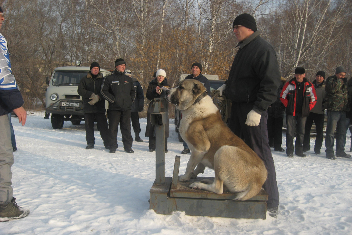 2009.11.21 Вес ХАЗАР 80кг 2г (6)
