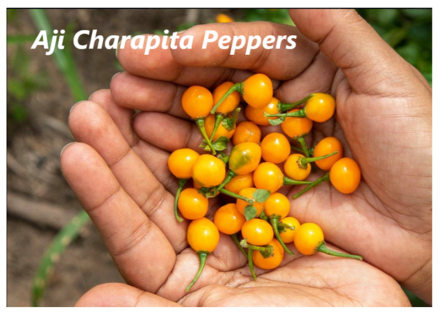 [Image: 2-C82-CFE4-15-AC-437-A-B991-2774-B78-EABC6.png]