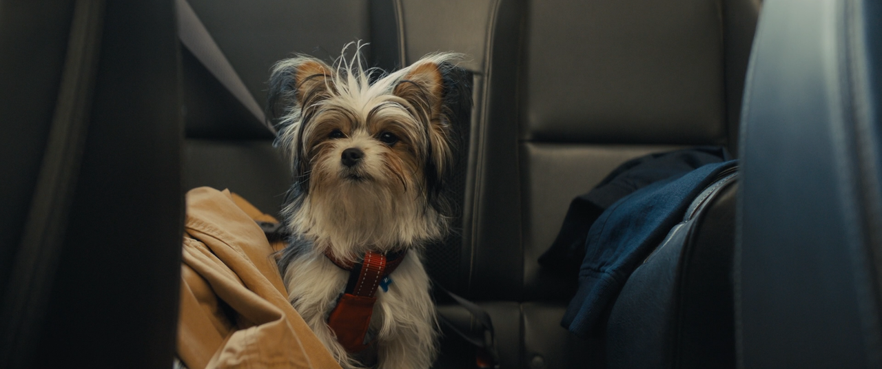 Qua la Zampa 2 (2019) [BluRay Rip 1080p ITA-ENG DTS-AC3 SUBS] [M@HD].mkv_snapshot_01.28.44.961