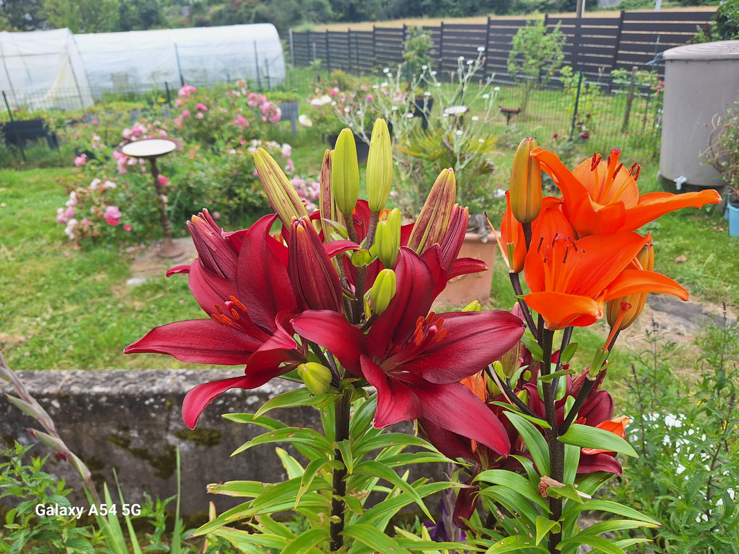 [Image: 20240702-134643.jpg]