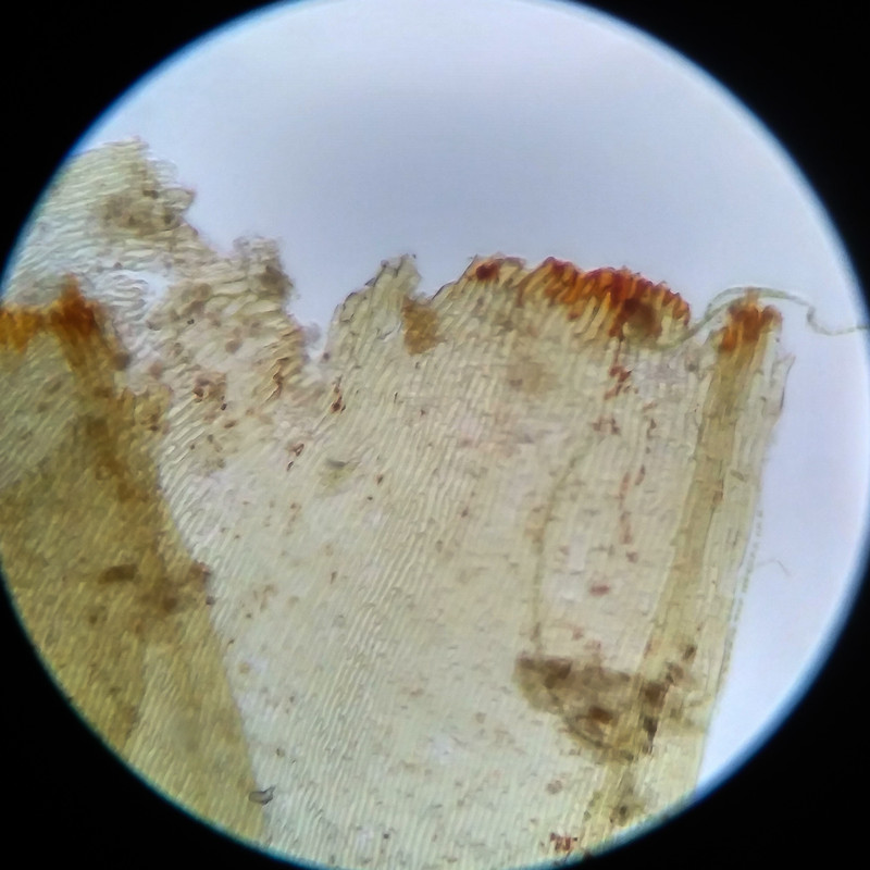 IMG 20250617 105208 HDR