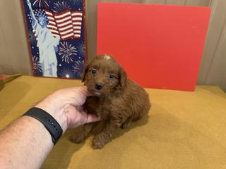 belle red female