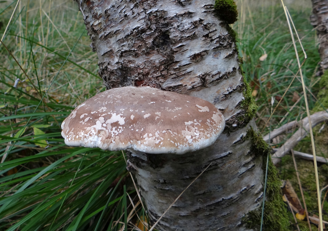 FUNGI 2 - Copy