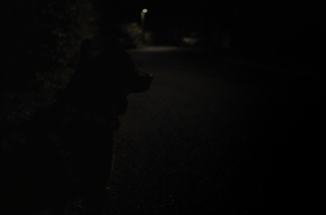 Perro de noche con collar común casi invisible en una calle oscura