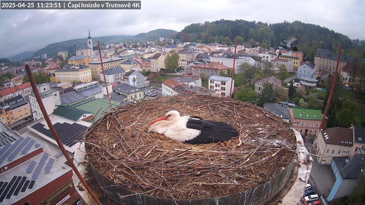Tiešraidē no stārķa ligzdas uz alus darītavas skursteņa Trutnovā 14-9-29 screenshot (1)