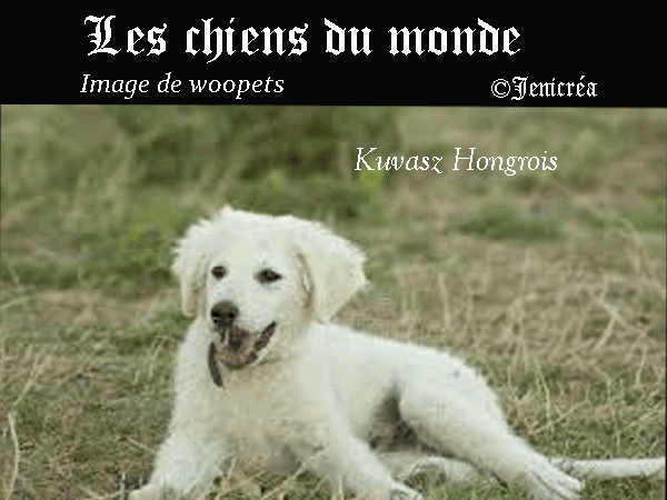 Kuvasz-Hongrois