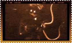 cyn-stamp4