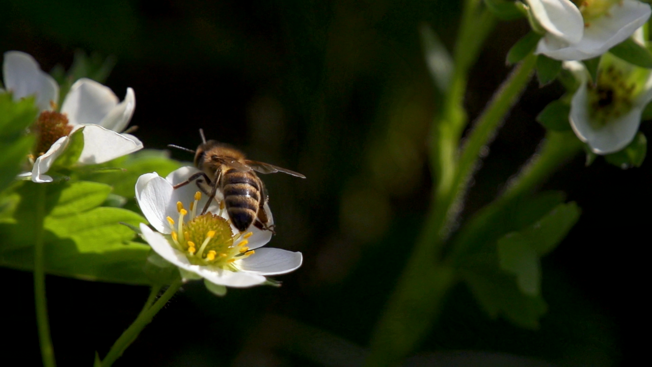 Outlander.S04E09.The.Birds.And.The.Bees.2160p.NF.WEBRip.DDP5.1.x