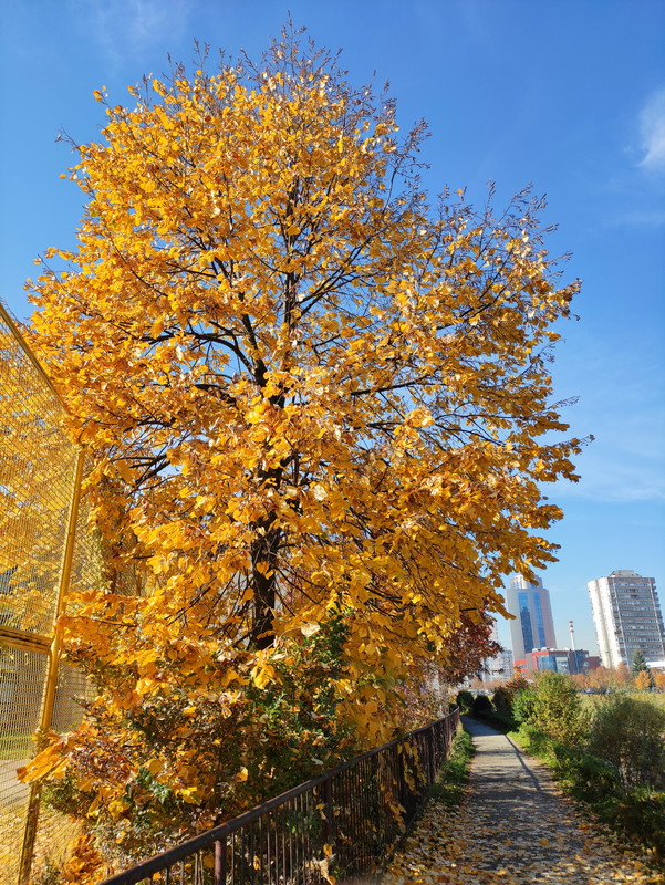 IMG_20201102_102850