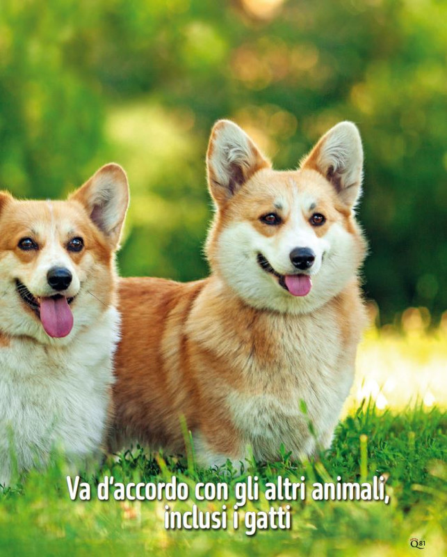 QuattroZampe Giu 2024 (6)