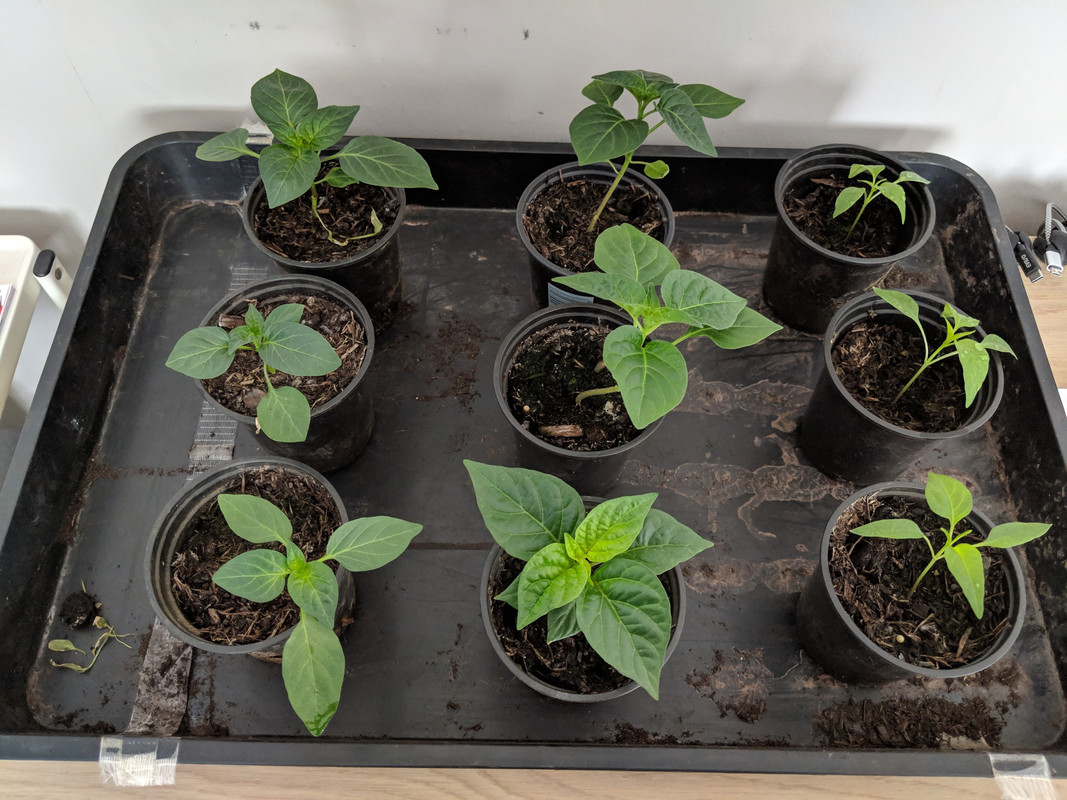 chillis.jpg