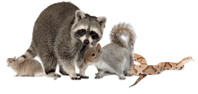 Orlando Wildlife Removal