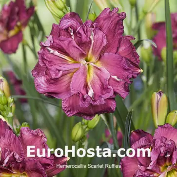 hemerocallis scarlet ruffles