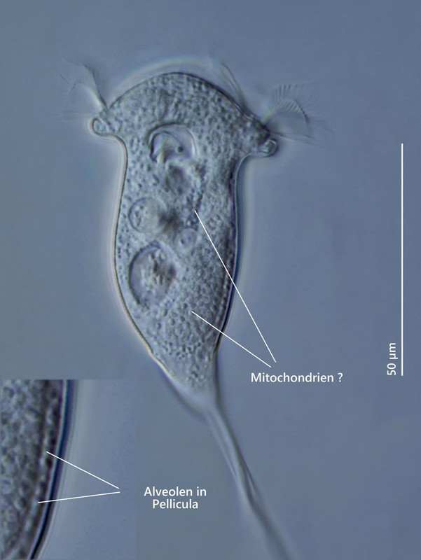 Vorticella 03 convallaria Maiglöckchen mit Pellicula-Ausschnitt DIK 100-Z7