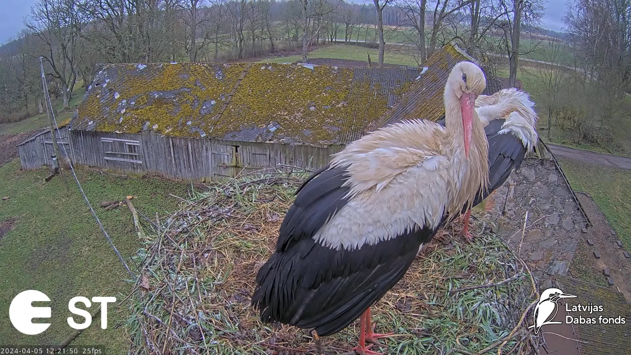 Baltie stārķi (Ciconia ciconia) Tukuma novadā - LDF tiešraide __ White storks in Tukums, Latvia 2-13