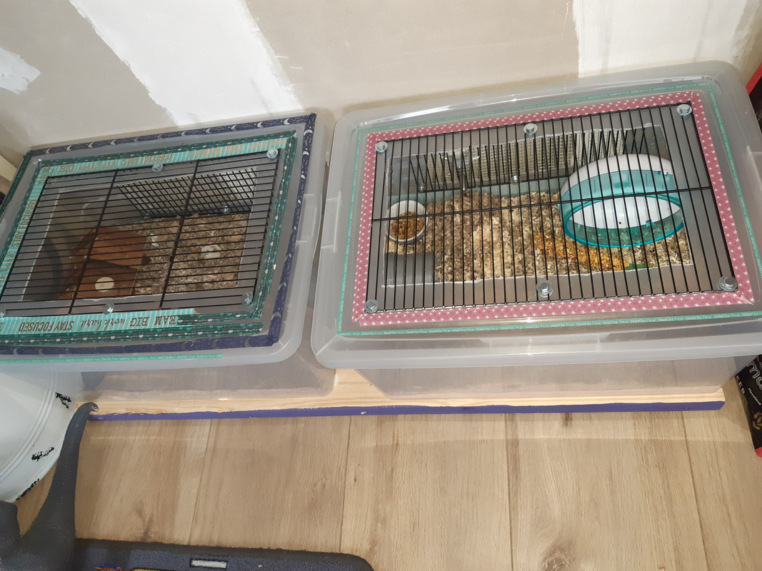 tabak Rode datum Verouderd Welke "bin cages" (plastic doe-het-zelf opbergdoos als kooi) raden jullie  aan? - Hamsterforum