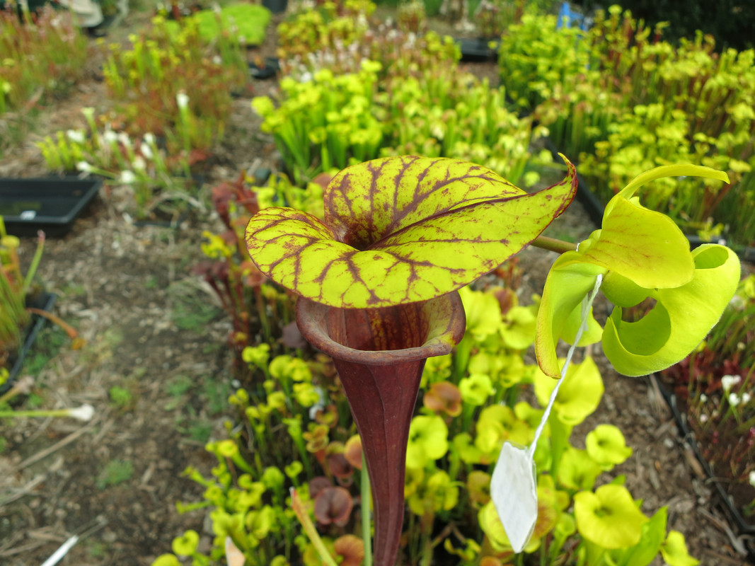 Solid red throat, 2019-05-23