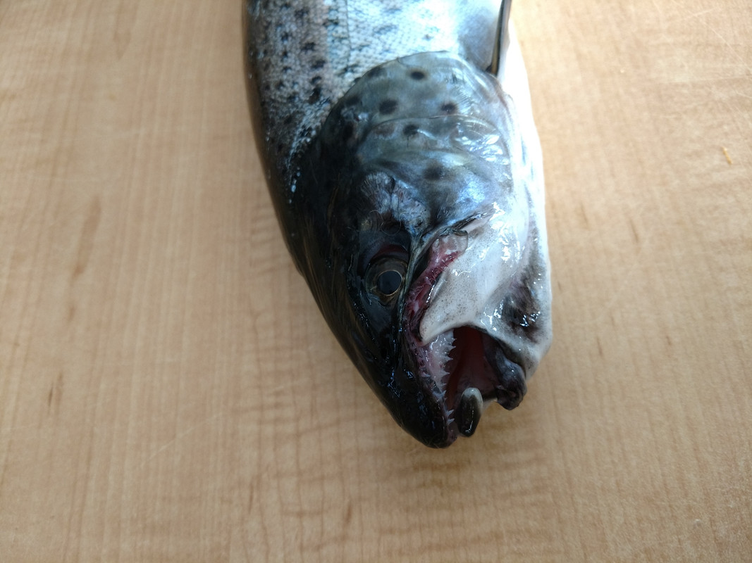 IMG_20170925_154128575