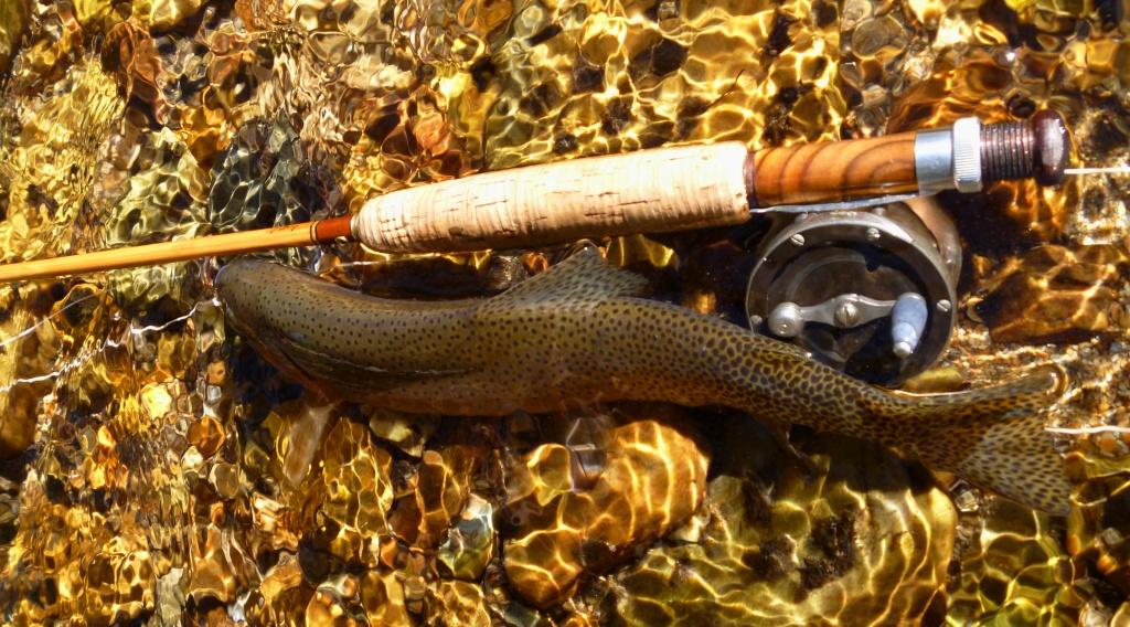 Westslope Cutt 11 sm