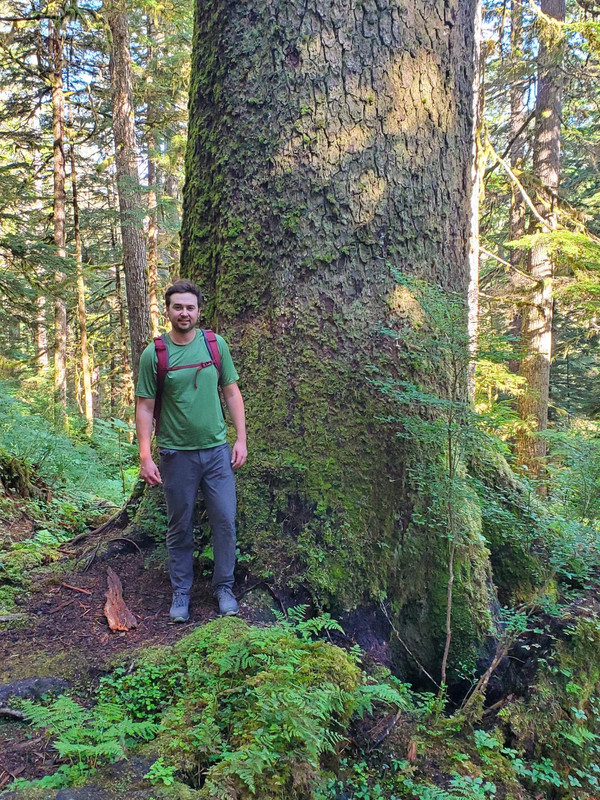 Spruce