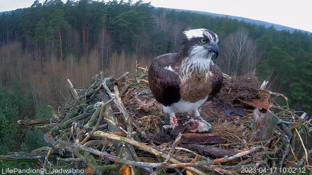 Rybołowy Online Puszcza Napiwodzko-Ramucka _ Ospreys Online in Napiwodzko-Ramucka Forest 8-43-49 scr