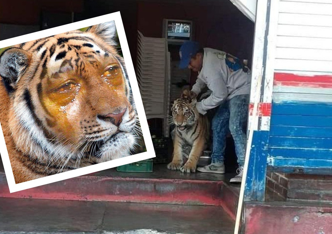 Taquero sacando a un tigre de la taquería provoca memes virales