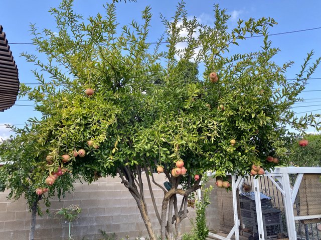 [Image: 7232-CD2-D-96-C9-40-A5-96-FD-7793-B291-A8-F2.jpg]