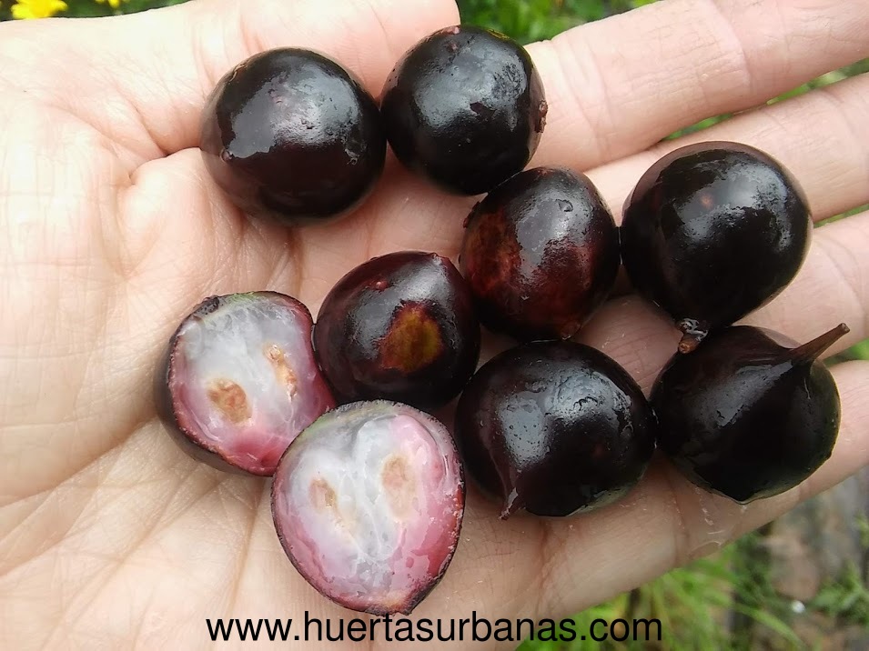 huertasurbanas_com_20191010_093051Eldorado_gota-2